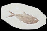 Diplomystus Fossil Fish - Wyoming #81422-1
